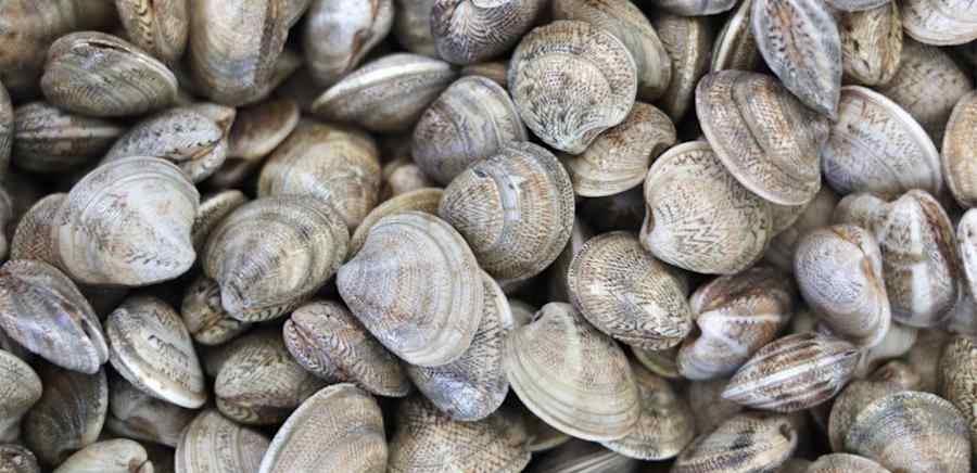 herobanner_VONGOLASELVAGGIA_T19