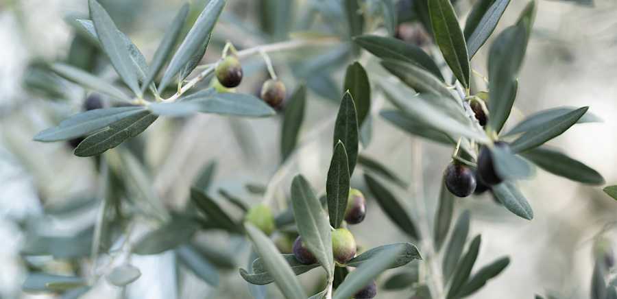 herobanner_FRANTOIOMASACCIO_T19