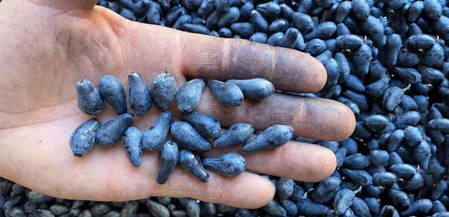 herobanner_MIRTOSANNAI_T19