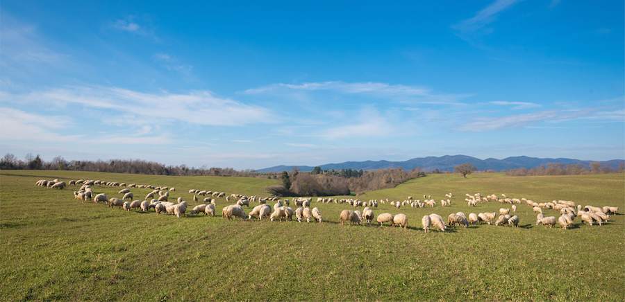 herobanner_TENUTAILRADICHINO_T19