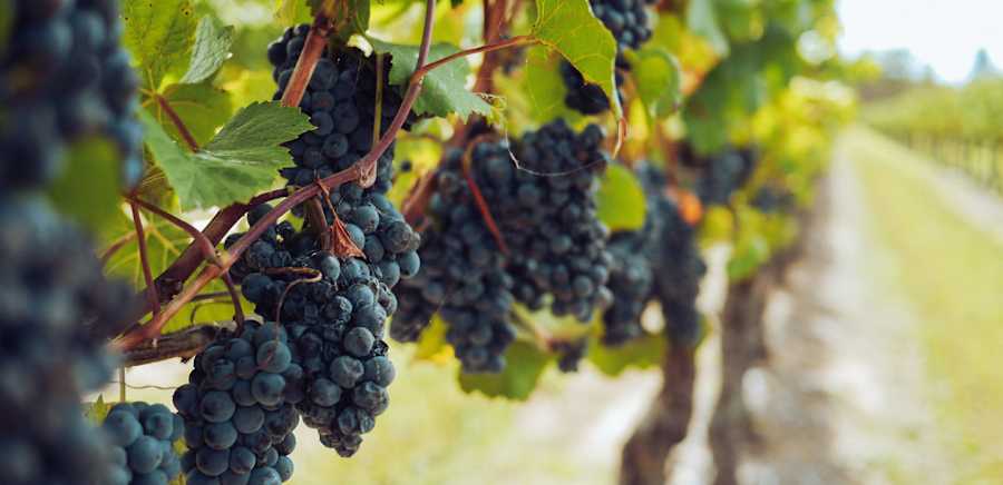 herobanner_TENUTELORENZI_T19