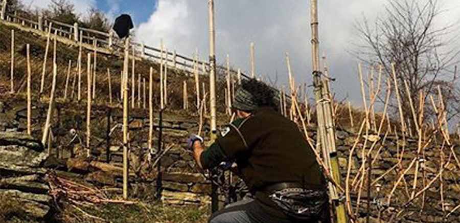 herobanner_TENUTAMAFFONE_T19