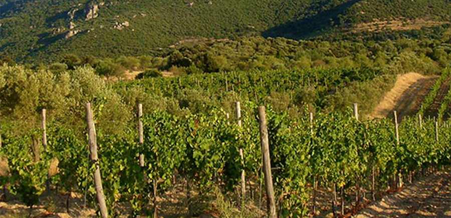 herobanner_ANTIGORIBACCALAMANZA_T19