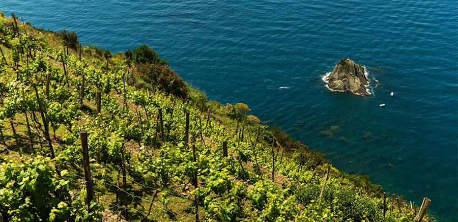 herobanner_VINIBALGERA_T19