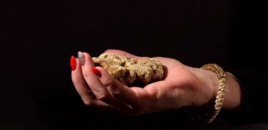 herobanner_LACERQUATARTUFI_T19