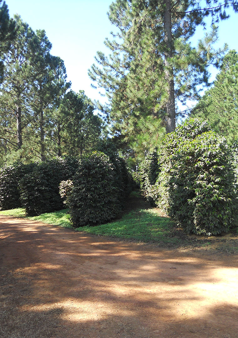 Caffè-Lelli-Brasile-piantagione-microlotto