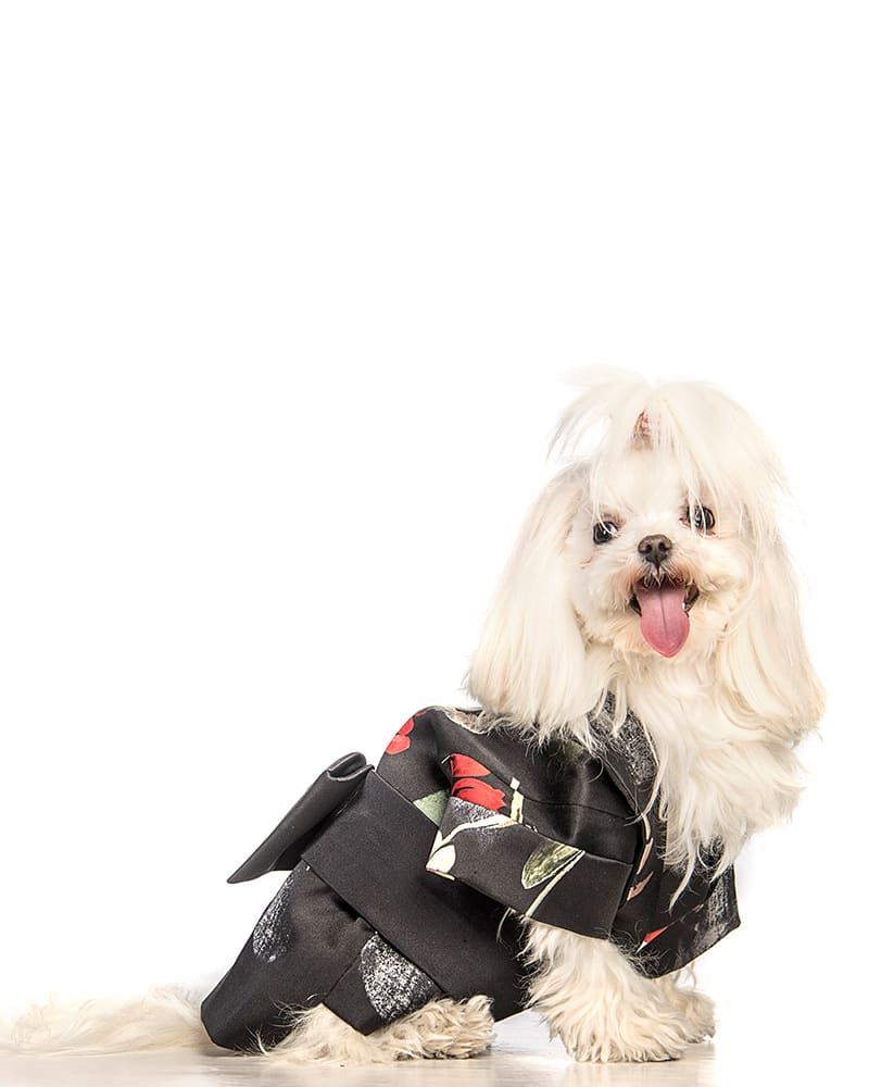 LOLLIPET_lookbook--4-