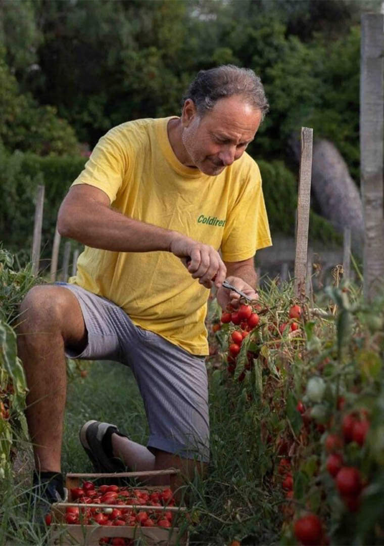 raccolta_pomodorini_del_piennolo_del_vesuvio_dop_pasquale_imparato-1536x864