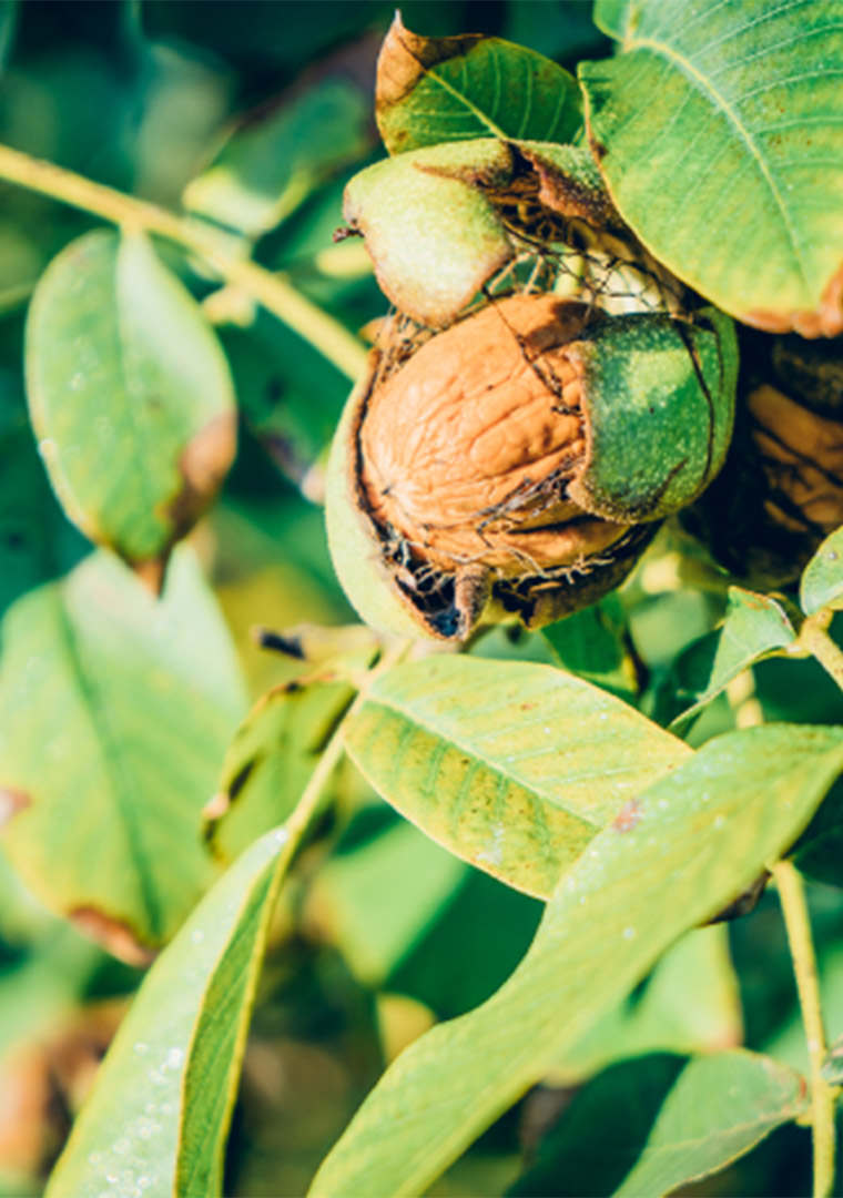 RCS-21-valier-noci-con-mallo-aperto