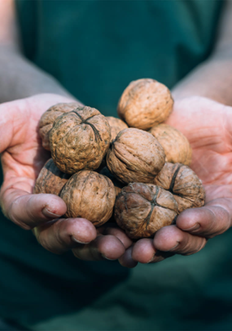 RCS-21-valier-mani-noci