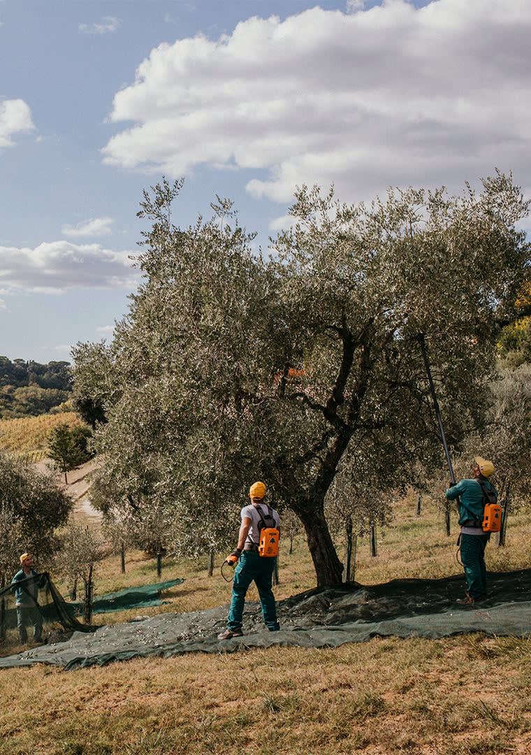 MOGGI128EU013935-copia