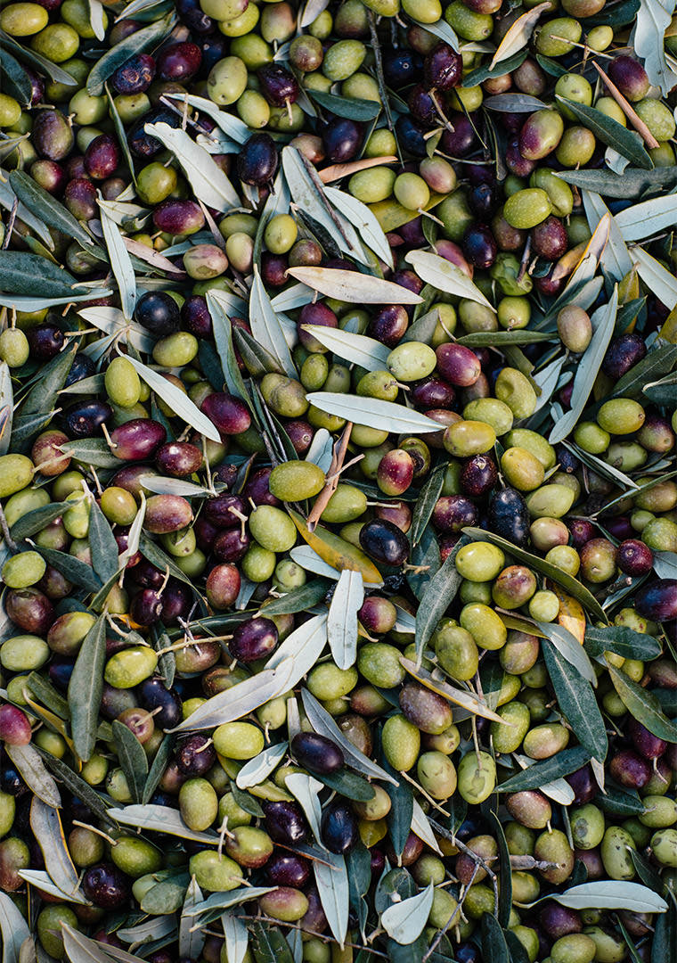 MOGGI1EU025181-copia