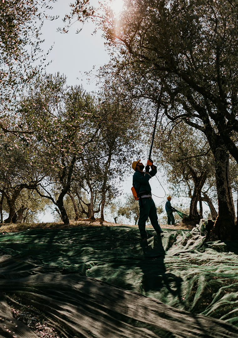 MOGGI9EU013645-copia