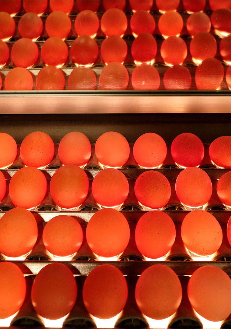 11884-produzione_DSF2183