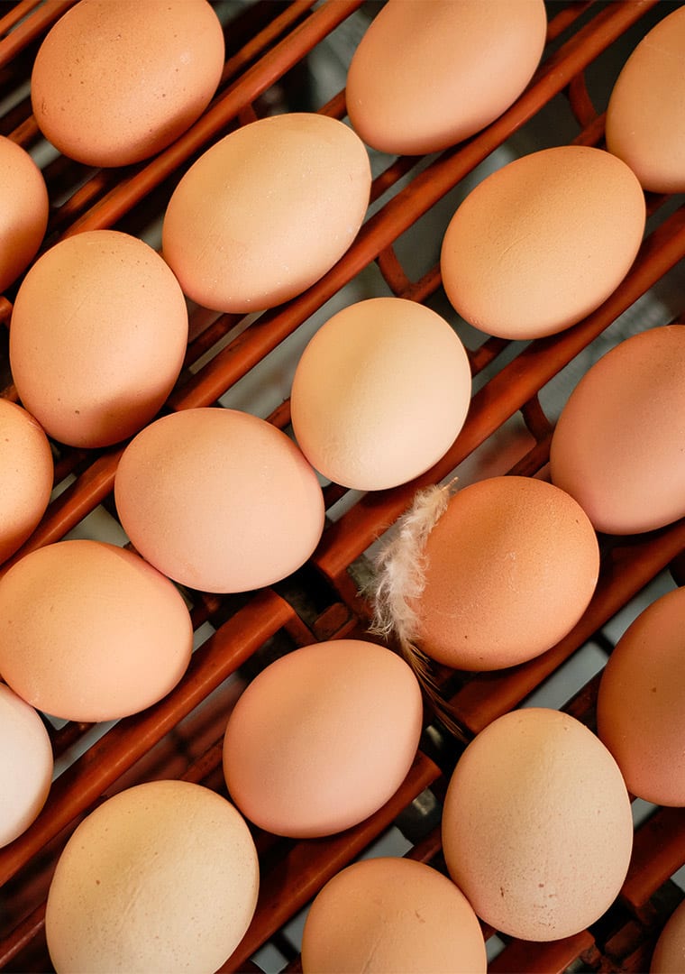 11885-produzione_DSF2196