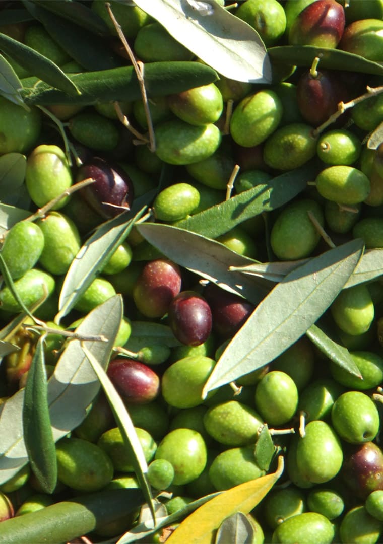 Olives