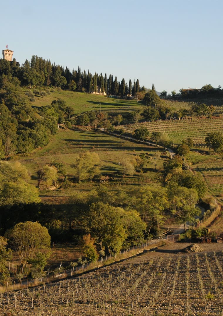 Subtle-_-harmonious-8