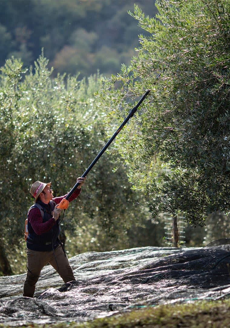 Subtle-_-harmonious-4