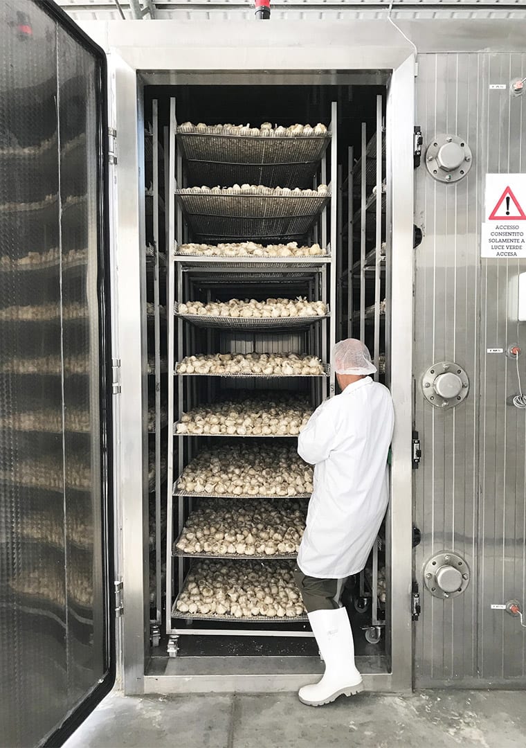 Cella-di-maturazione