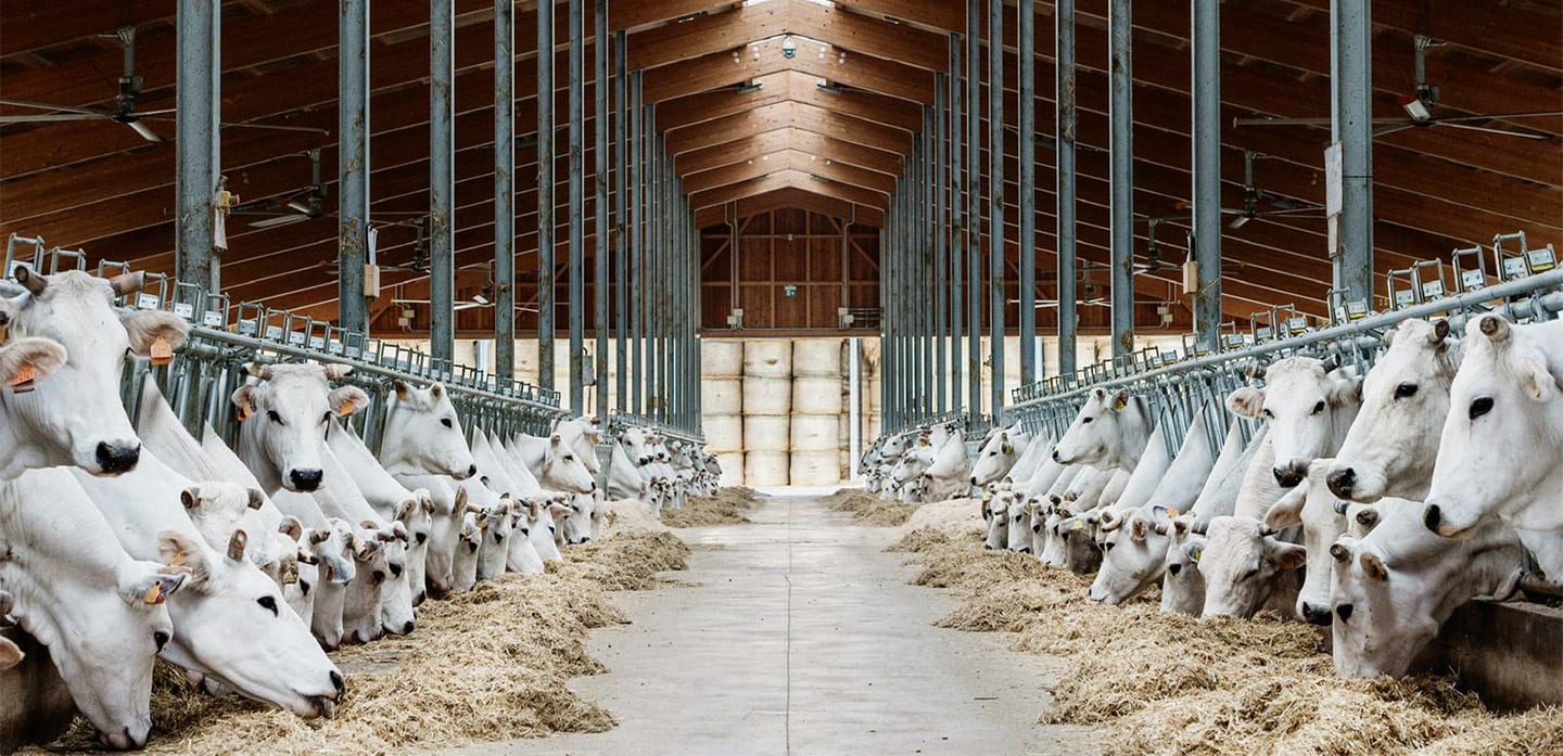 herobanner_SOCAGRSANGIOBBE_T17