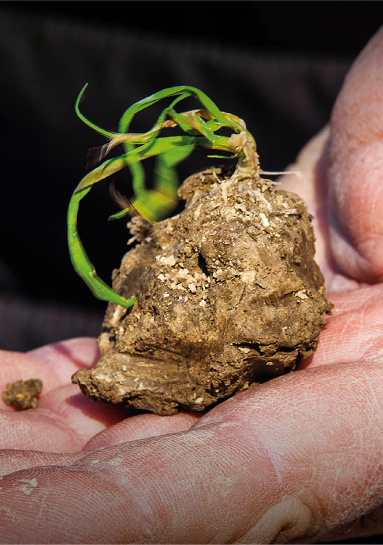 Bertoli_poster_A3_03