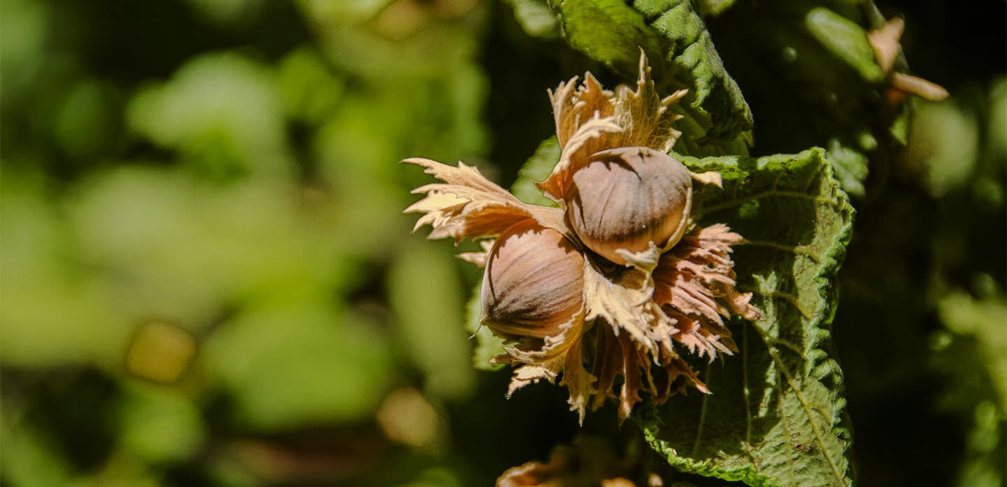 herobanner_PARANOBIO_T17