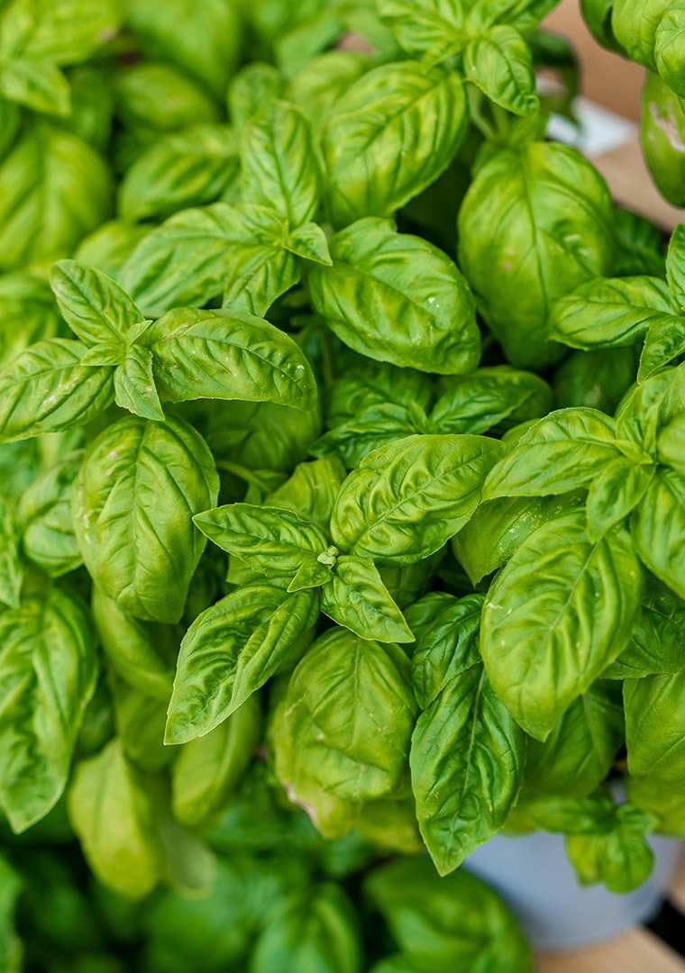 basilico-genove-Dop-