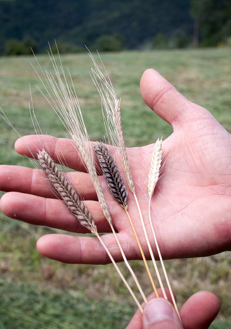 MulinoMarino_SerenaBascone000