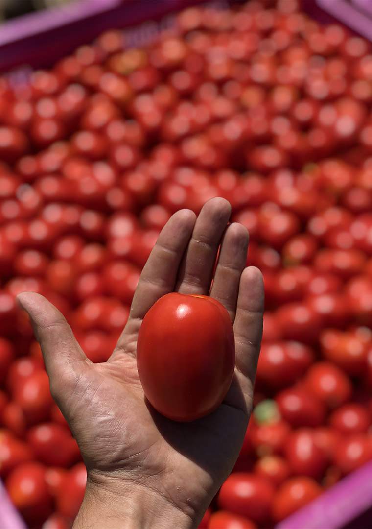 Pomodoro-Romanello-primo-piano