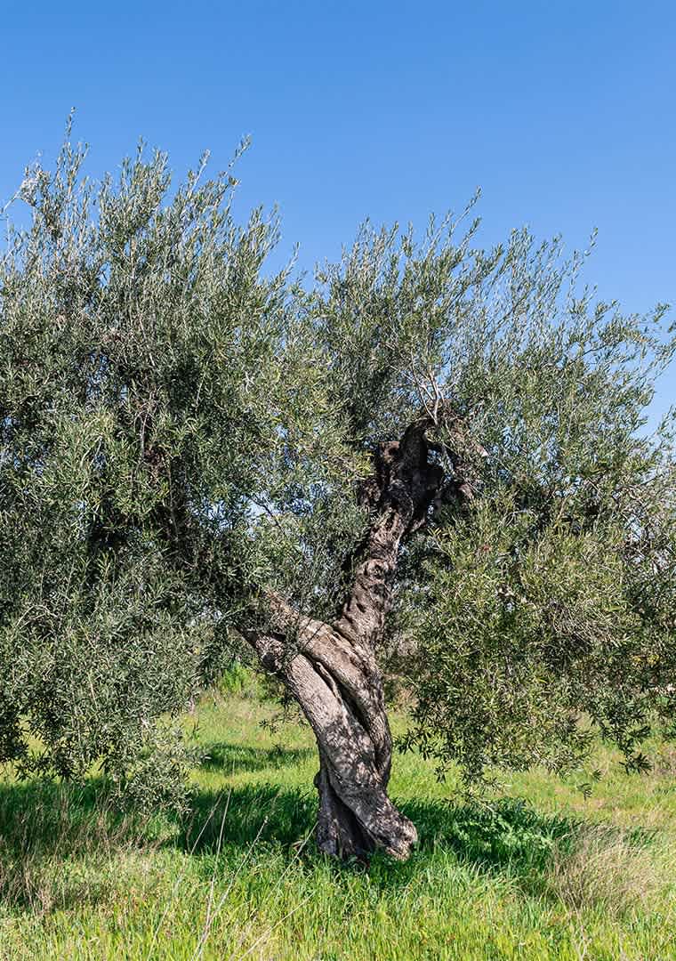 Le4Contrade---ulivo-pino-in-campagna