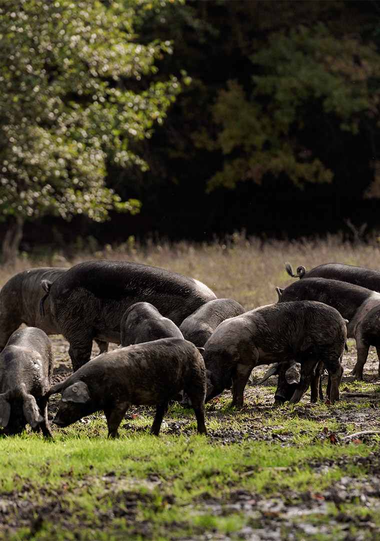 Jakob-Franc---Krškopoljci-okt-2019---Photo-Dean-Dubokovič-136