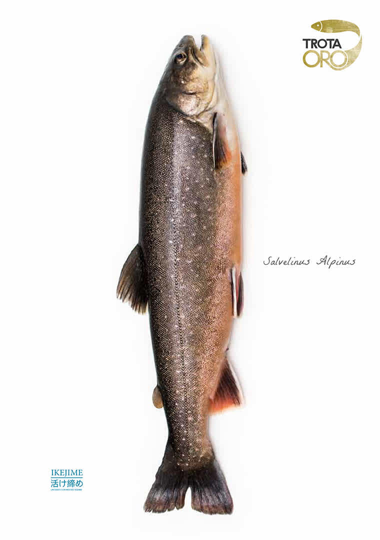 TrotaOro_0123_02-DEF-WEB-4