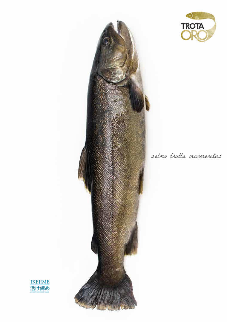 TrotaOro_0123_02-DEF-WEB-8