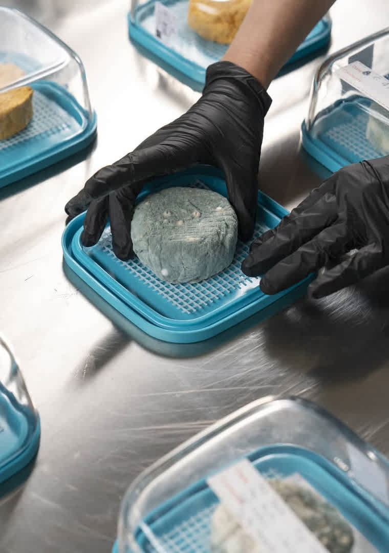 fattoraiatriboli_anacabert_lab2