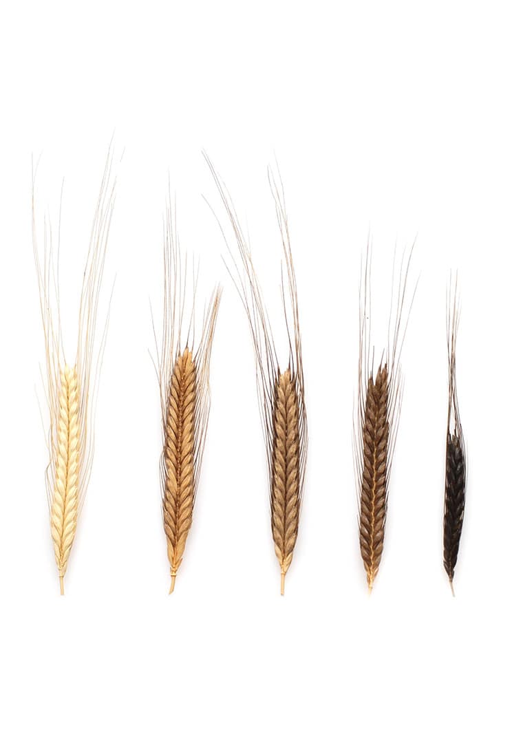 biodiversita_mulino_marino