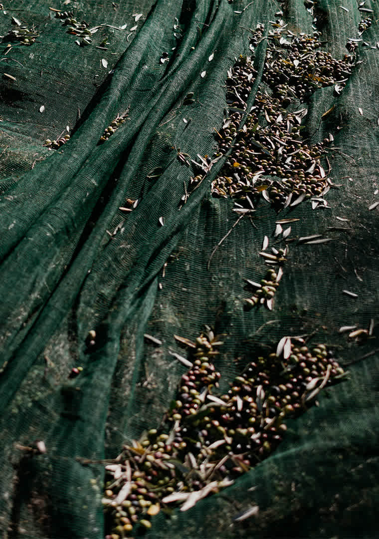 MOGGI16EU013669-copia