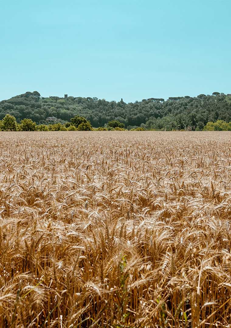 Grano-OIRZ-campi-di-collina