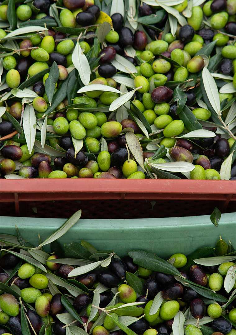 Olive_PievediCampoli_2023_2