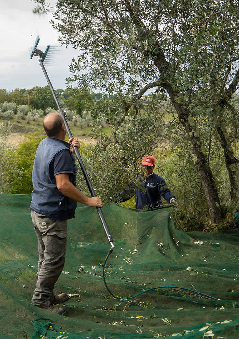 Raccolta_Olive_PievediCampoli_2023