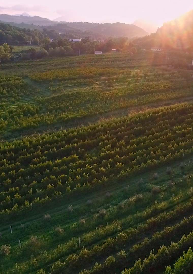 riprese-aeree_1.100.1