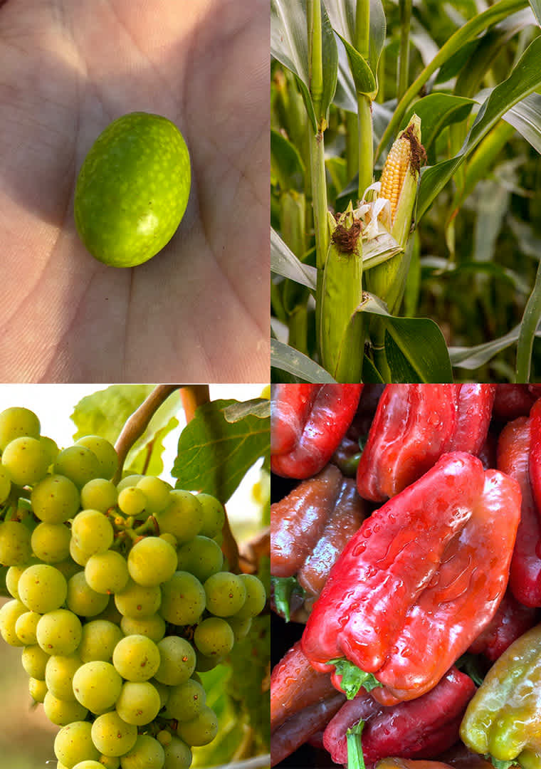 CATALOGO-NANOMETRO-17