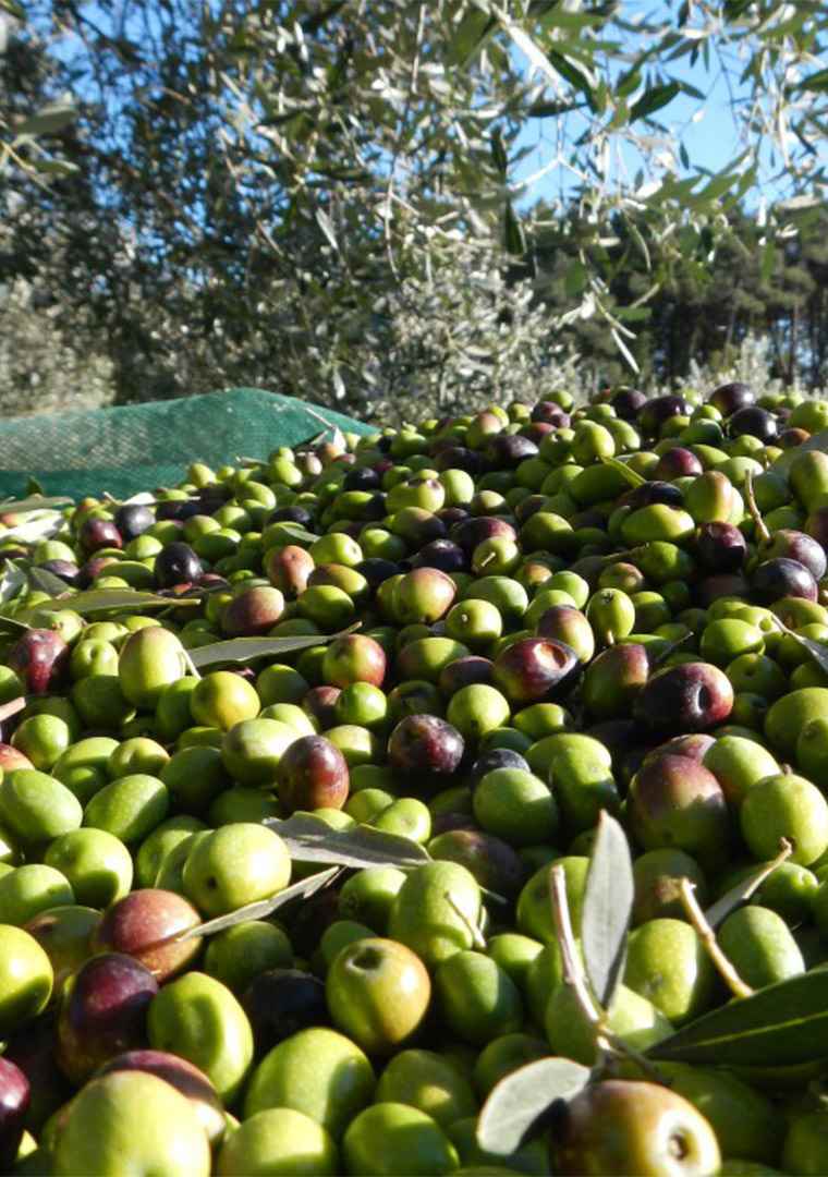 5.-oliva-durante-la-raccolta
