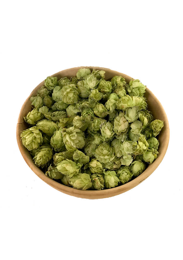 Fiore-luppolo-pulito