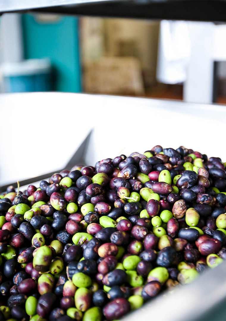 Frantoio-Sant_Agata-67