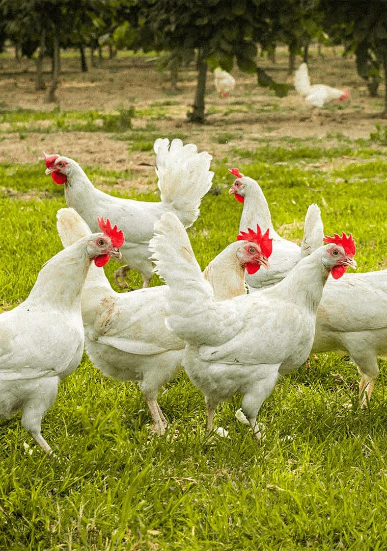 tempImaget7Htk0-0000