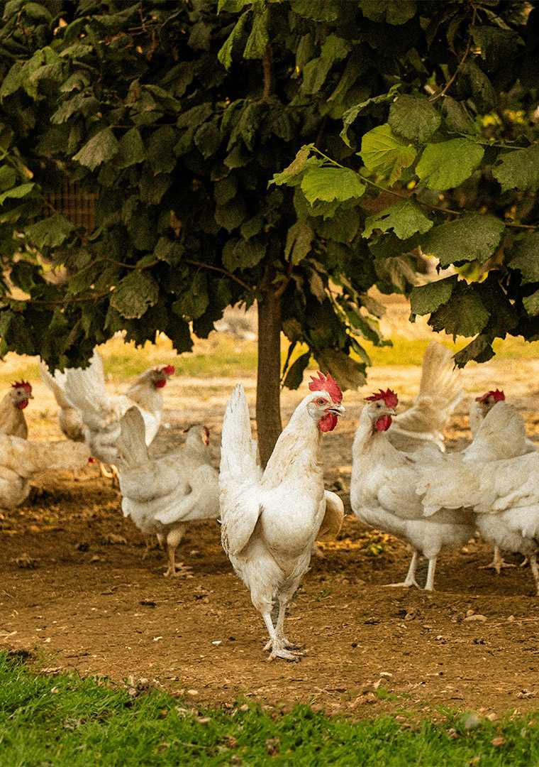 tempImageESGh8t-0000