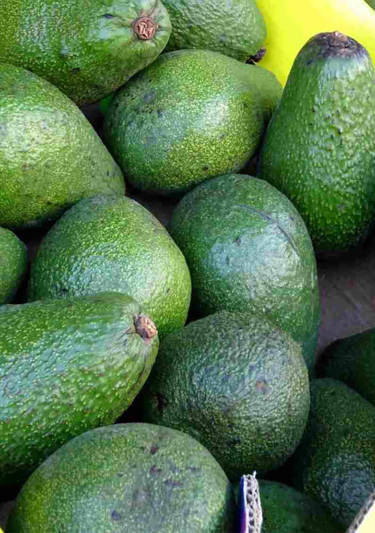 box-avocado